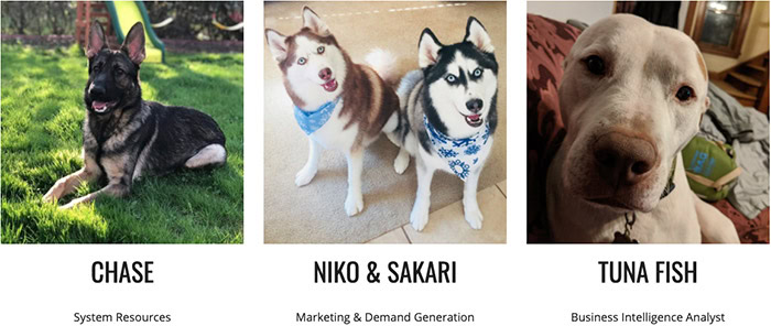 Vanity fur pictures of pets