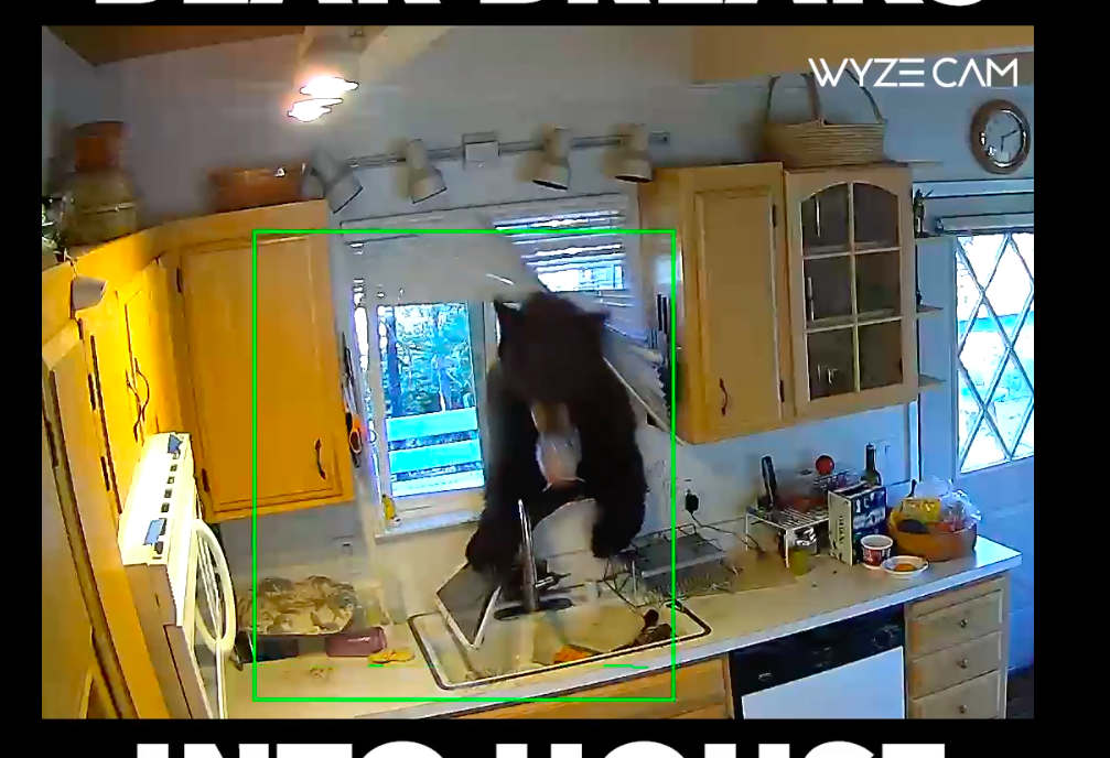 new wyzecam v2 catches bear intruder on camera