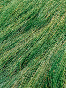 Meditations on a Blade of Grass: Green Color Theory