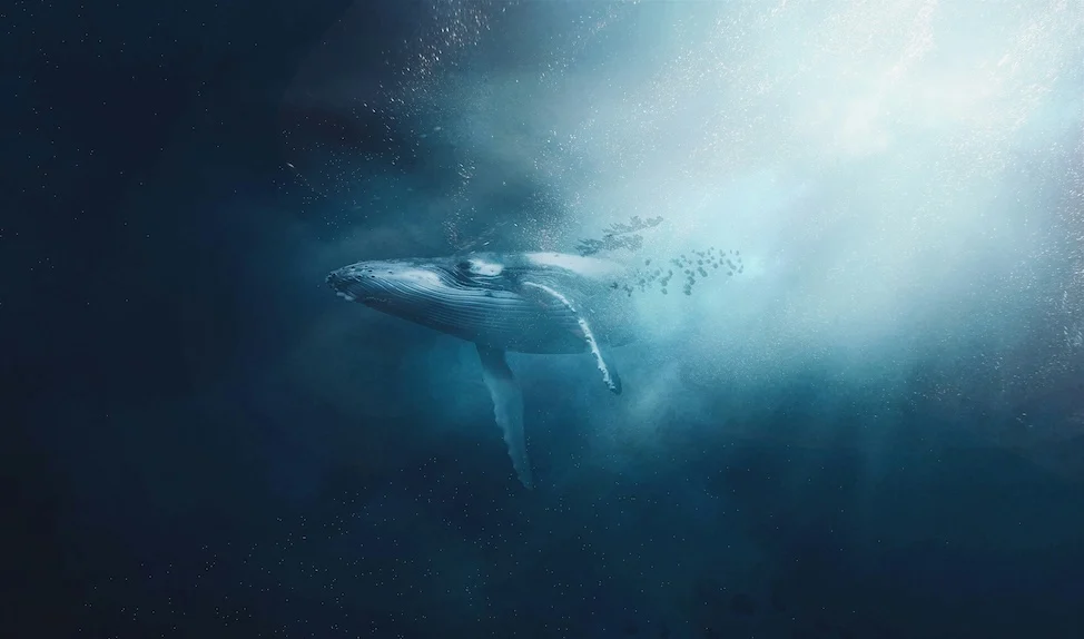 docker wordpress local dev