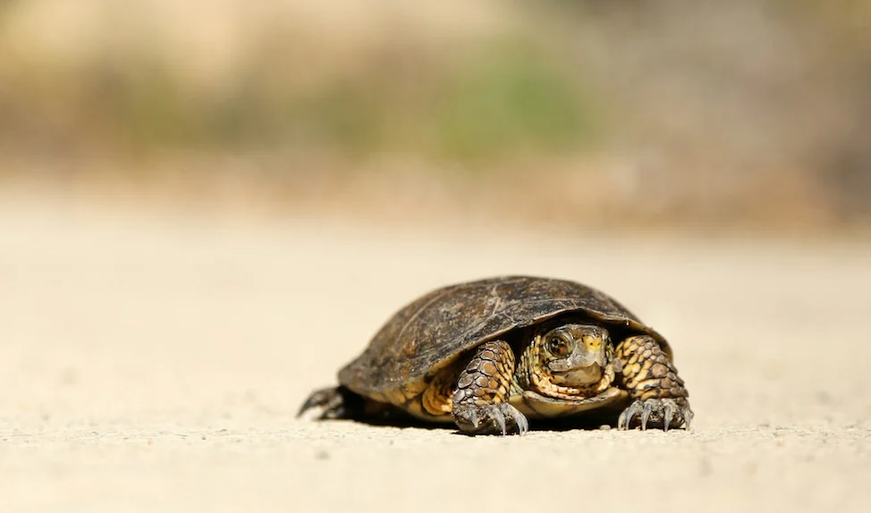 wp find slow plugins turtle